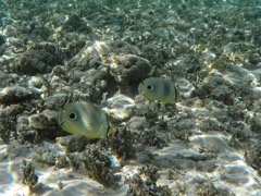 Four-Eye Butterflyfish (4